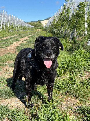 Adopter Moka