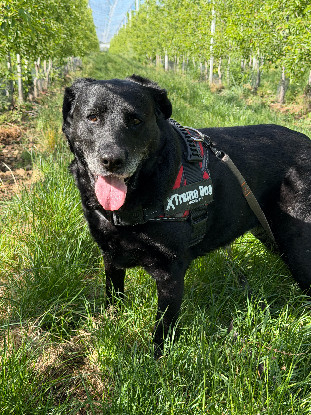 Adoption Moka