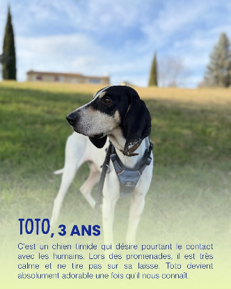 Adopter Toto
