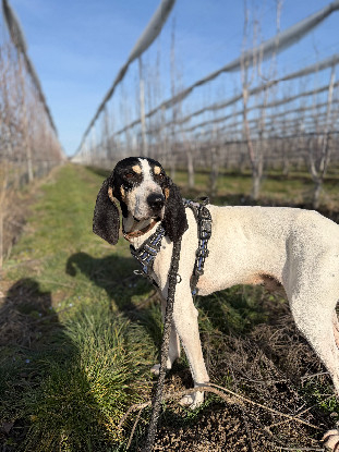 Adopter Toto