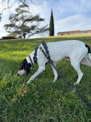 Adoption Toto