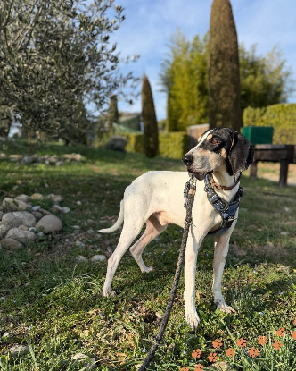 Adoption Toto