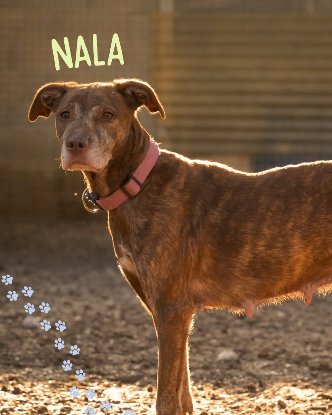 Adopter Nala
