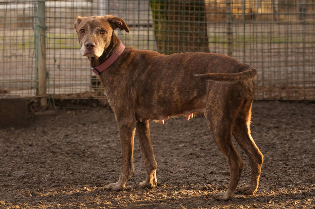 Adopter Nala