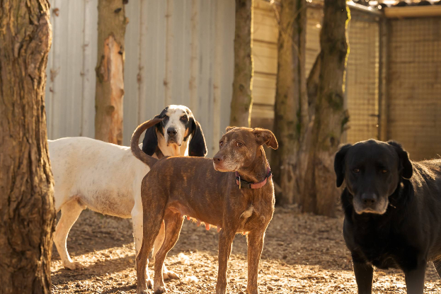 Adopter Nala