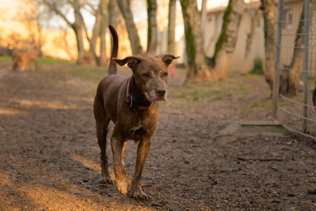 Adoption Nala