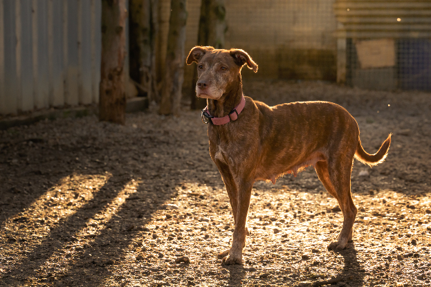 Adoption Nala