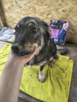 Adopter Benji