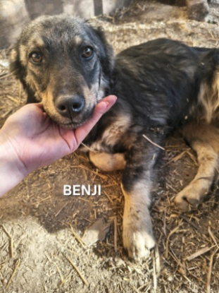 Adopter Benji
