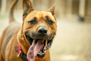 Adopter  chien : Tex
