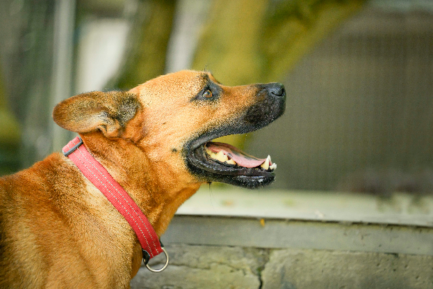 Adopter Tex