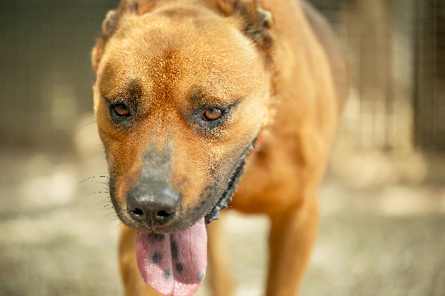 Adopter Tex