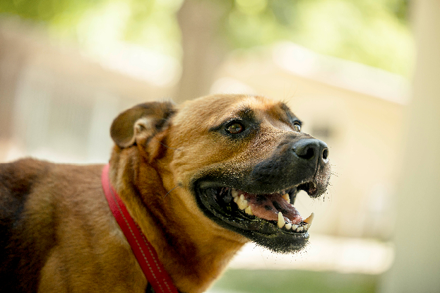 Adoption Tex
