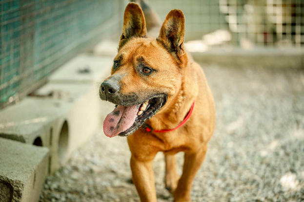 Adoption Tex