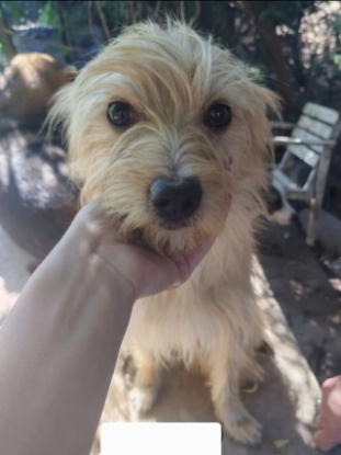 Adopter Scoobydoo