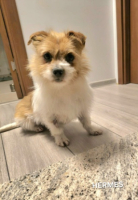 Adopter  chien : Hermes