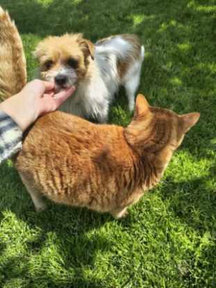 Adopter Hermes