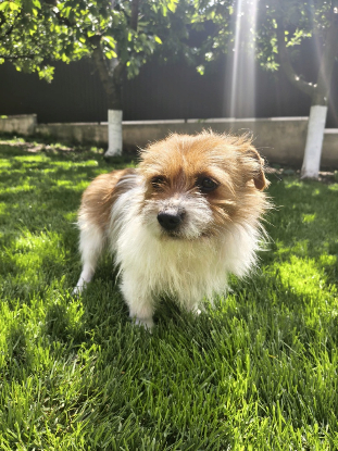 Adopter Hermes