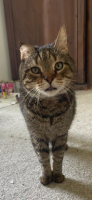 Adopter  chat : Filou