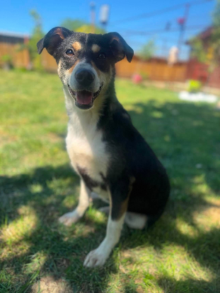 Adopter Lilwen