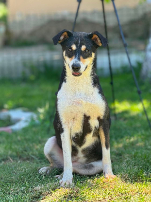 Adopter Lilwen