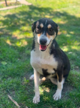 Adopter Lilwen