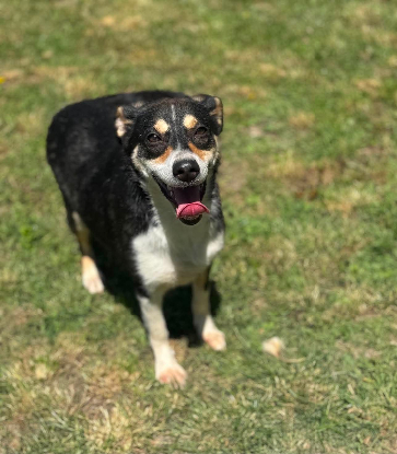 Adoption Lilwen