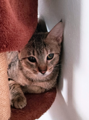 Adopter Aloa