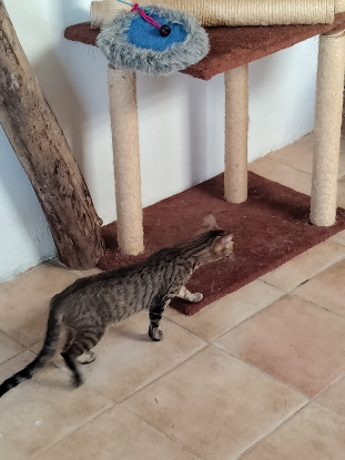 Adopter Aloa