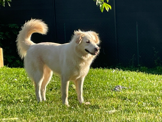 Adopter Luna