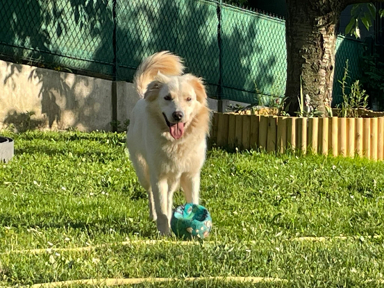 Adopter Luna