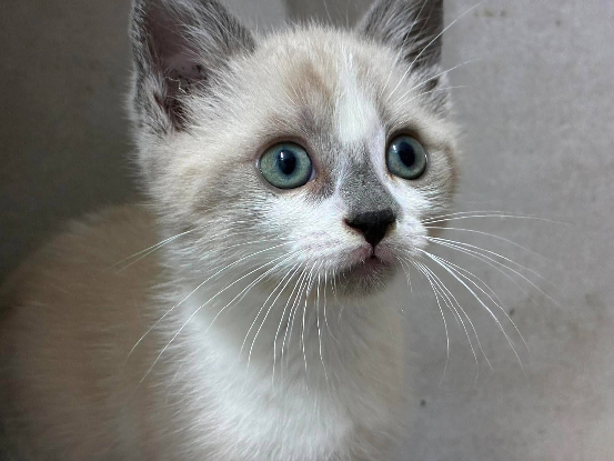 Adopter Buddy