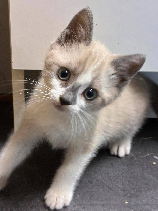 Adopter Buddy