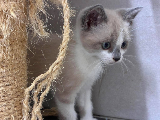 Adopter Buddy