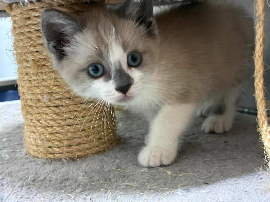 Adoption Buddy