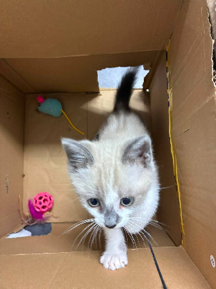 Adoption Buddy