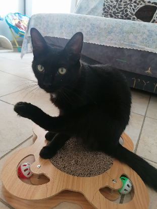 Adopter Gustave
