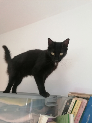 Adoption Gustave