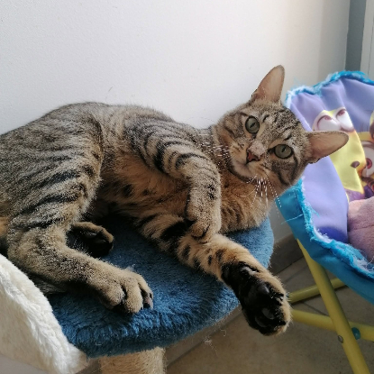 Adopter Lune