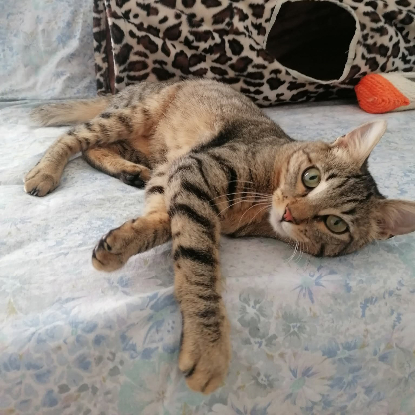 Adopter Lune