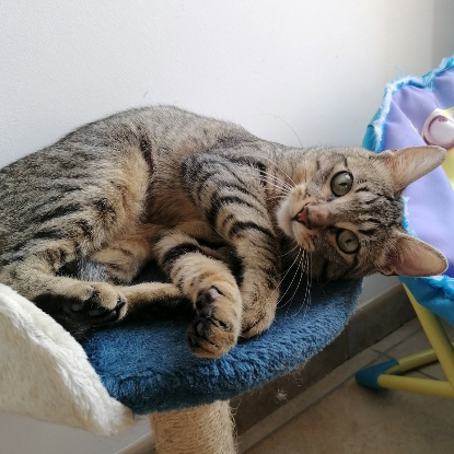 Adoption Lune