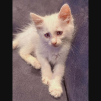Adopter  chat : Neige