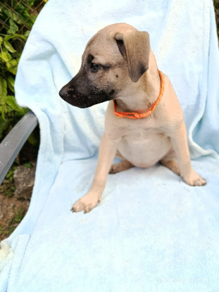 Adopter Sierra