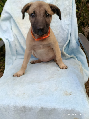 Adopter Sierra