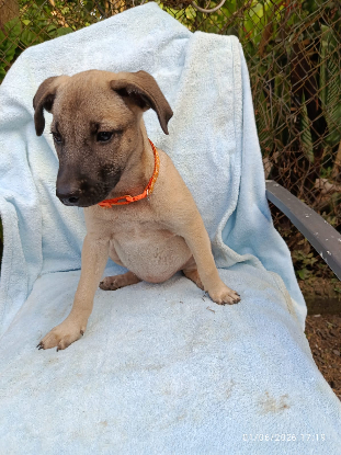 Adopter Sierra