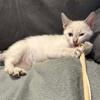 Adopter Chipie