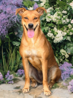Adopter  chien : Rewa