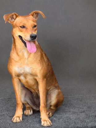 Adopter Rewa