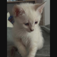 Adopter  chat : Rebelle
