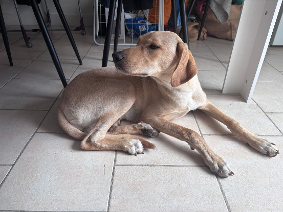 Adopter Milky